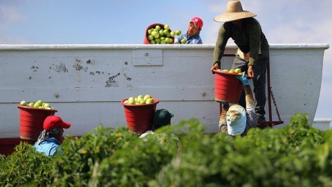 FLORIDA CITY, FL - FEBRUARY 06:  Workers fill a trailer with tomatoes as they harvest them in the fields of DiMare Farms on February 6, 2013 in Florida City, Florida. The United States government and Mexico reached a tentative agreement that would go into effect around March 4th, on cross-border trade in tomatoes, providing help for the Florida growers who said the Mexican tomato growers were dumping their product on the U.S. markets.  (Photo by Joe Raedle/Getty Images)