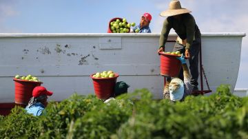 FLORIDA CITY, FL - FEBRUARY 06:  Workers fill a trailer with tomatoes as they harvest them in the fields of DiMare Farms on February 6, 2013 in Florida City, Florida. The United States government and Mexico reached a tentative agreement that would go into effect around March 4th, on cross-border trade in tomatoes, providing help for the Florida growers who said the Mexican tomato growers were dumping their product on the U.S. markets.  (Photo by Joe Raedle/Getty Images)