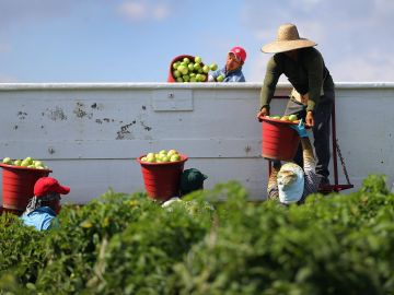 FLORIDA CITY, FL - FEBRUARY 06:  Workers fill a trailer with tomatoes as they harvest them in the fields of DiMare Farms on February 6, 2013 in Florida City, Florida. The United States government and Mexico reached a tentative agreement that would go into effect around March 4th, on cross-border trade in tomatoes, providing help for the Florida growers who said the Mexican tomato growers were dumping their product on the U.S. markets.  (Photo by Joe Raedle/Getty Images)