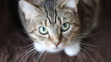 cat-whiskers-kitty-tabby-20787
