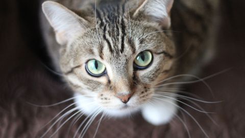 cat-whiskers-kitty-tabby-20787