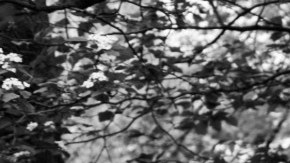 Pasear a los perros puede sacarte de un apuro económico al recibir dinero de manera rápida.