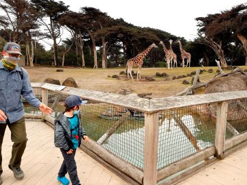 San Francisco (United States), 14/07/2020.- A father and son walk past a tower of giraffes during the San Francisco Zoo & Gardens reopening, after nearly a four month closure due to the coronavirus (COVID-19) pandemic, in San Francisco, California, USA, 13 July 2020. The first two days of operations during the reopening are for members with reservations, with a public opening on 15 July. Visitors are asked to wear masks and practice social distancing during their visit. (Abierto, Estados Unidos) EFE/EPA/JOHN G. MABANGLO