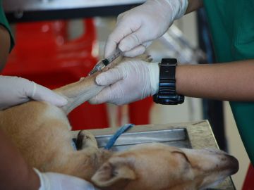 Un veterinario en promedio gana $50.39 dólares por hora, algo así como 104 mil 820 dólares anuales.