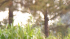 La producción de alimentos como agricultura, ganadería, silvicultura y pesca tienen un riesgo menor de sufrir recortes.