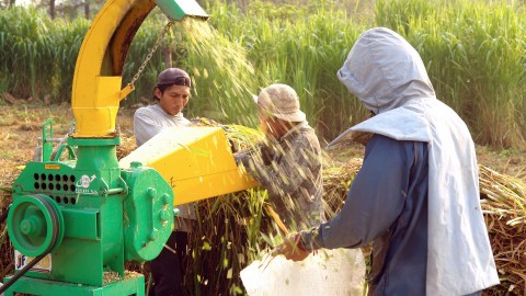 La producción de alimentos como agricultura, ganadería, silvicultura y pesca tienen un riesgo menor de sufrir recortes.