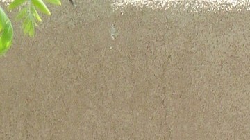 Millones de inquilinos corren el riesgo de ser desalojados incluso con las órdenes ejecutivas firmadas por el presidente Donald Trump.