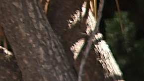 La Ley HEALS no considera una extensión a la moratoria de desalojo.