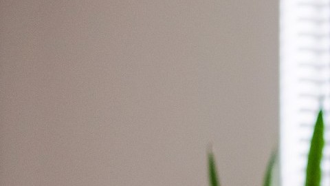 Sólo necesitas de una computadora y acceso a internet para comenzar a ganar dinero durante esta pandemia.