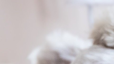 En todo Estados Unidos ha habido una creciente popularidad de spas para perros.