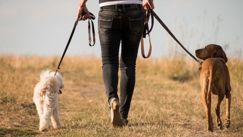 Un cuidador de mascotas generalmente puede ganar $12.02 dólares en promedio por hora.