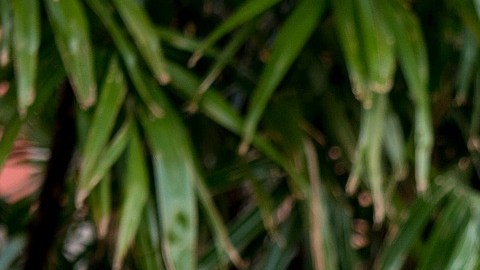 Para convertir las palabras en oro deberás tener carisma, encanto natural pero sobre todo mucho trabajo duro.