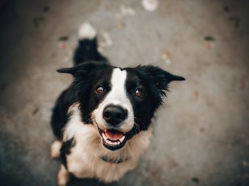 Es importante saber el tipo de alimento de acuerdo a la etapa de vida del perro.