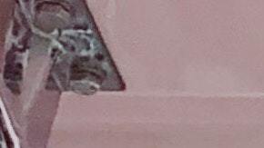 pexels-liza-lova-2739286