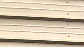 El Programa de Automóviles de Costco facilita el proceso de compra para un vehículo.