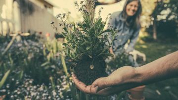 El negocio de jardinería consiste en adaptar en tu casa una parcela o macetas donde puedas plantar hierbas medicinales, tés de hierbas, hierbas culinarias, y hierbas para velas y aromaterapia.