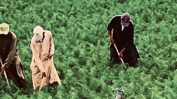 Muchos inmigrantes indocumentados llegan a California a trabajar en sus campos de cultivo.