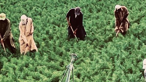 Muchos inmigrantes indocumentados llegan a California a trabajar en sus campos de cultivo.