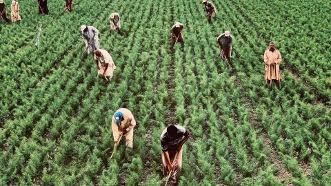 Muchos inmigrantes indocumentados llegan a California a trabajar en sus campos de cultivo.