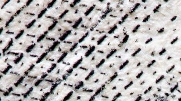 Dólar digital en la mira del gobierno estadounidense como una buena opción