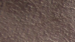 La cadena Family Dollar ha sido de las más afectadas.