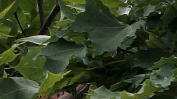 ELGIN, IL - JULY 16:  Signs mark the locations of neighboring IHOP and Applebee's restaurants July 16, 2007 in Elgin, Illinois. IHOP has agreed to purchase the Applebee's restaurant chain for about $2 billion.   (Photo by Scott Olson/Getty Images)