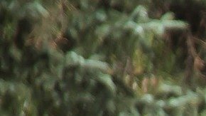 Si te interesa este trabajo, debes saber que la Asociación Nacional de Profesionales del Paisaje ofrece siete certificaciones en paisajismo y mantenimiento de terrenos para trabajadores en varios niveles de experiencia.