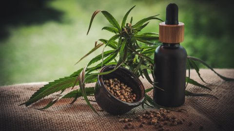 La mayoría de los trabajos relacionados con la marihuana se encuentran donde la droga es legal.