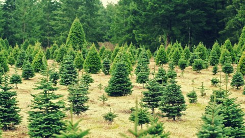 El trabajo incluye esparcir a mano los granos de fertilizante sobre las áreas plantadas, cortar las copas y puntas de las ramas con machete y tijeras, para así controlar el crecimiento y aumentar la densidad que brinde la forma del árbol, entre otras tareas.