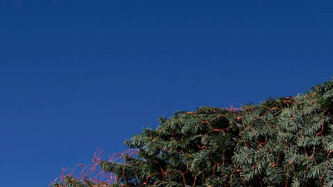 El 2020 ha traído un mayor deseo de tener árboles de Navidad naturales.
