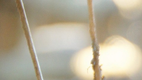 Un criador de cerdos en Las Vegas suele recolectar comida no consumida de los casinos para luego convertirla en un exquisito menú para sus hambrientos animales.