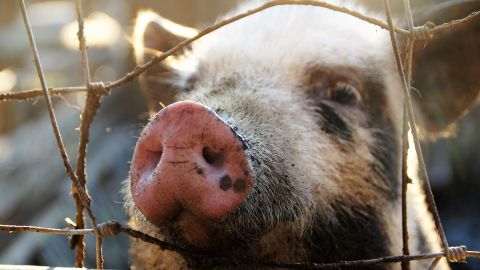 Un criador de cerdos en Las Vegas suele recolectar comida no consumida de los casinos para luego convertirla en un exquisito menú para sus hambrientos animales.