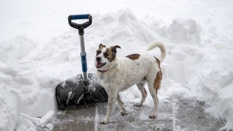 La paga de quitar nieve puede ser entre $30 a $40 por un auto estacionado en una calle de la ciudad, o de $35 a $75 por hasta un camino de entrada para dos autos que se adapte a tres autos de largo, un pasillo promedio y una acera promedio frente a una casa.