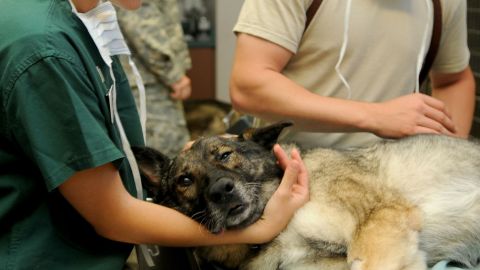 Los veterinarios en Puerto Rico son considerados una profesión con muy buena paga, con salarios por hora de $43.95.