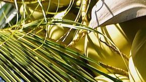 Granjas tailandesas entrenan a monos encadenados para extraer los cocos de las palmeras.