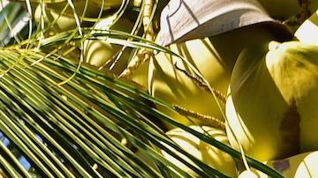 Granjas tailandesas entrenan a monos encadenados para extraer los cocos de las palmeras.