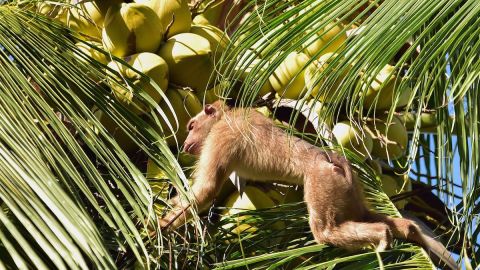 Granjas tailandesas entrenan a monos encadenados para extraer los cocos de las palmeras.