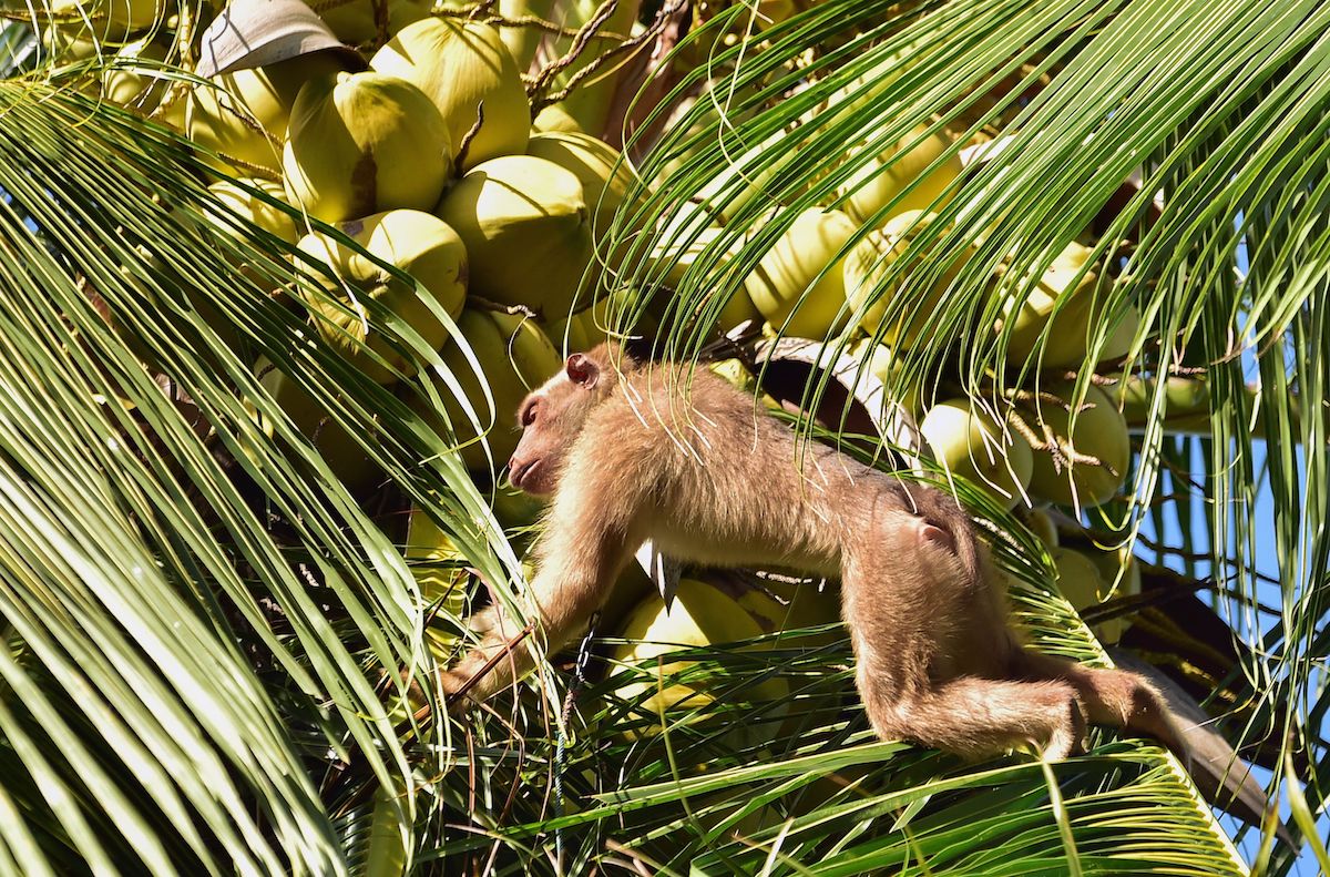 Granjas tailandesas entrenan a monos encadenados para extraer los cocos de las palmeras.