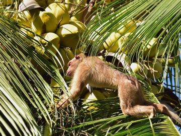 Granjas tailandesas entrenan a monos encadenados para extraer los cocos de las palmeras.