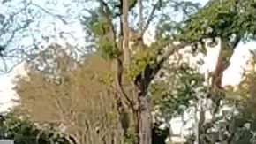 ¿Vale la pena mantener tu auto durante 14 años?