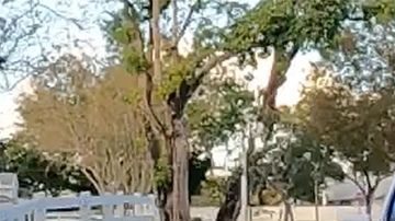 ¿Vale la pena mantener tu auto durante 14 años?