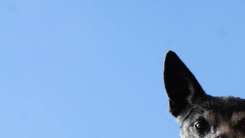 Walmart aumenta su oferta de servicios para mascotas.