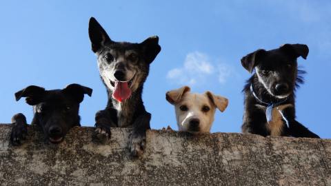 Walmart aumenta su oferta de servicios para mascotas.