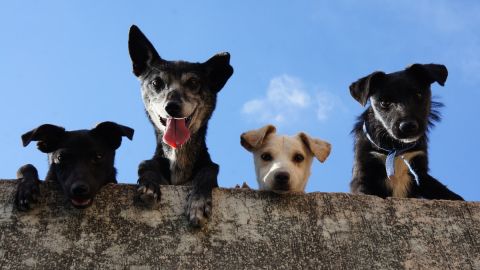 Walmart aumenta su oferta de servicios para mascotas.