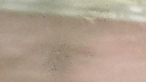 Durante la pandemia, se han incrementado los empleos para los profesionales de la cadena de suministro, los que hacen que todos los productos de manufactura puedan llegar a manos de los consumidores. Se requiere a todos, desde compradores hasta conductores de camiones.