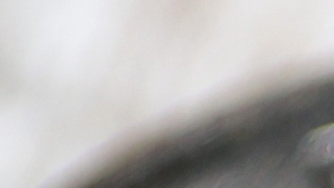 No todos los estados en Estados Unidos con migrantes mexicanos tuvieron buen envío de remesas