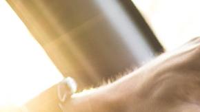 Al día se venden más de 46,000 unidades en territorio estadounidense.