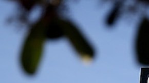 Dollar General proyecta inaugurar más de 1,000 sucursales en 2021.