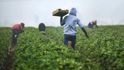 Inmigrantes indocumentados California