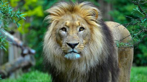 El zoológico de Cincinnati tiene algunas vacantes, las cuales pueden ser en áreas como horticultura, guías de aventuras, operadores de trenes y carrusel, cuidadores de animales, coordinadores de eventos, entre otros.